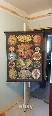 Tapisserie Ascidiae Illustration n°85 l'Art et la Nature par Ernst Haeckel