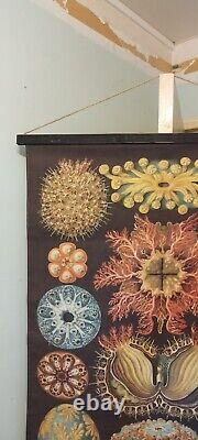 Tapisserie Ascidiae Illustration n°85 l'Art et la Nature par Ernst Haeckel