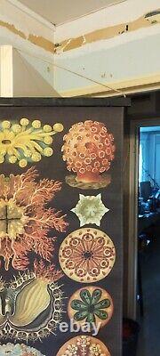 Tapisserie Ascidiae Illustration n°85 l'Art et la Nature par Ernst Haeckel