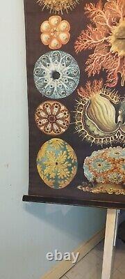 Tapisserie Ascidiae Illustration n°85 l'Art et la Nature par Ernst Haeckel