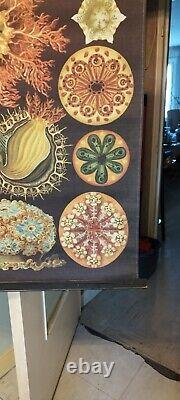 Tapisserie Ascidiae Illustration n°85 l'Art et la Nature par Ernst Haeckel